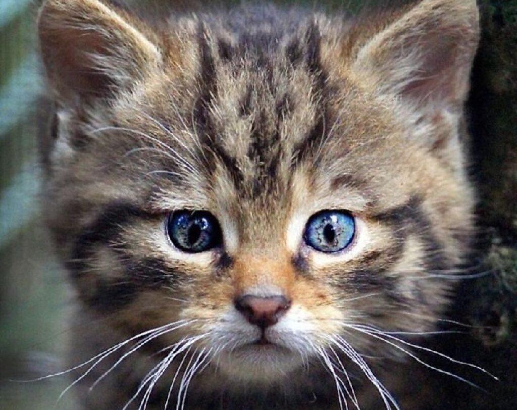 gatto occhi azzurri foto 