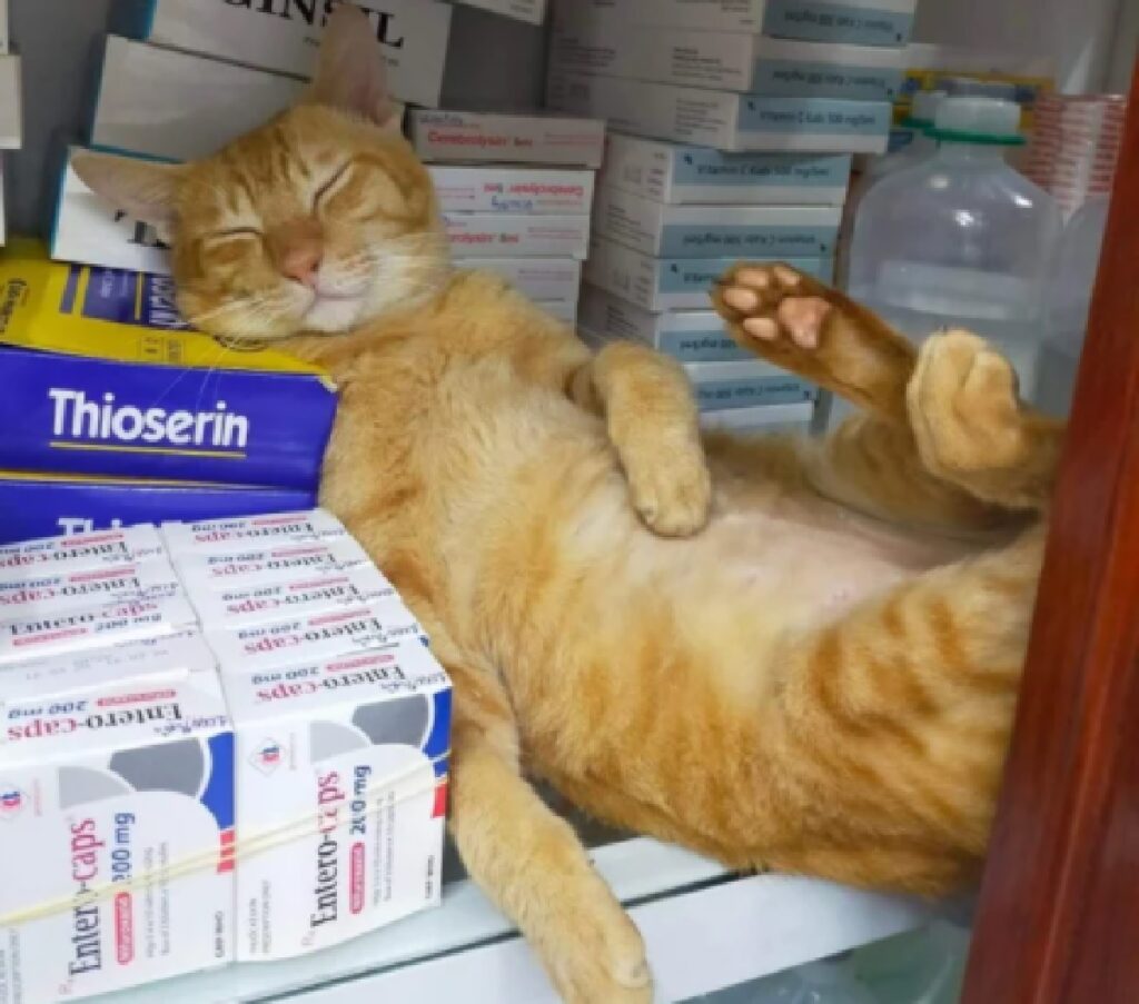 gatto rosso tra i medicinali 