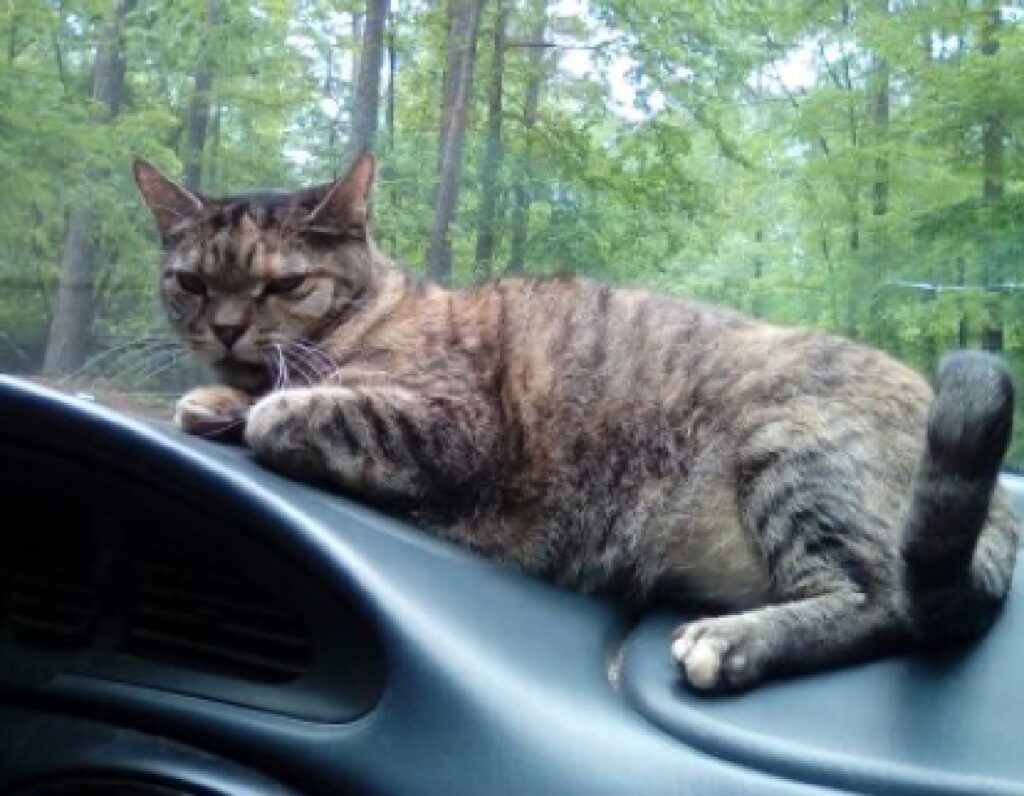 gatto sul cruscotto auto 