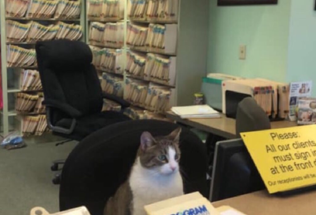 gatto lavora in biblioteca 