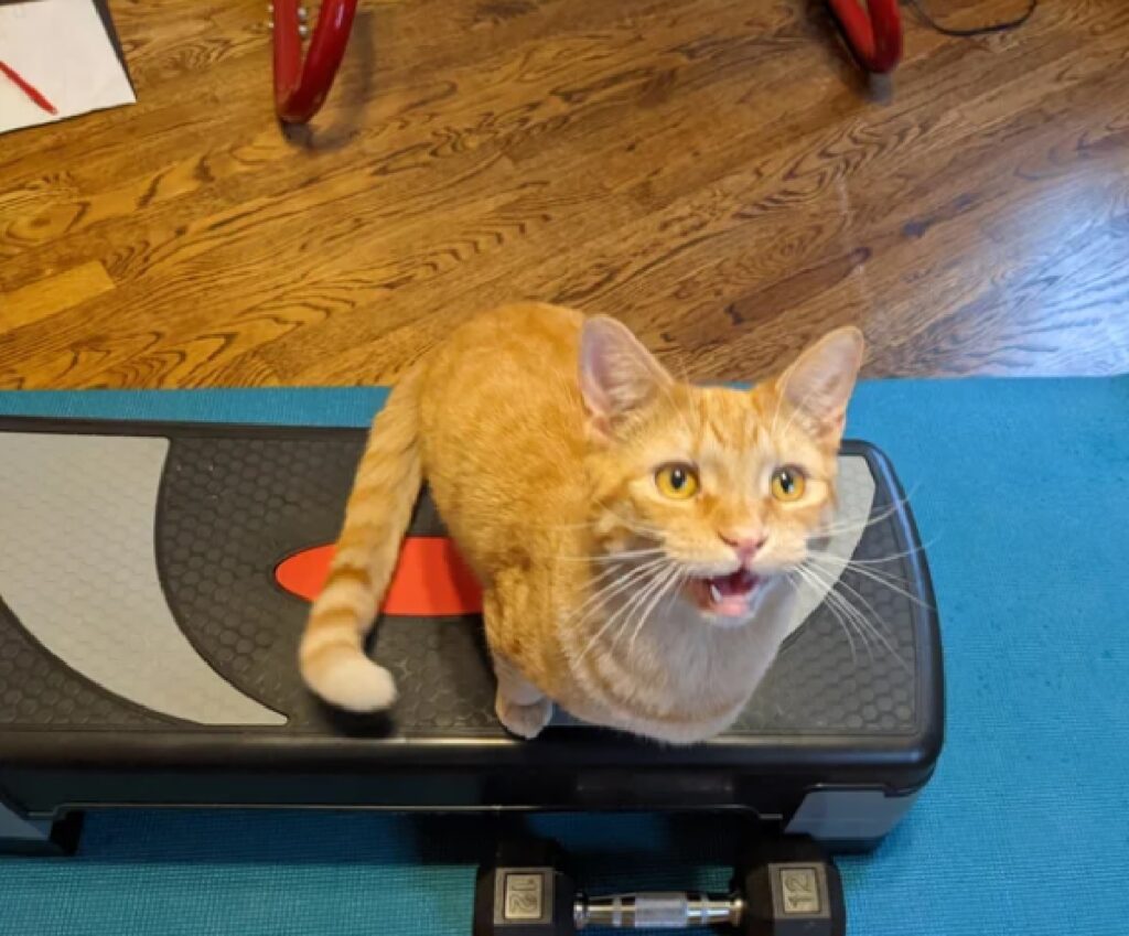 gatto rosso personal trainer 