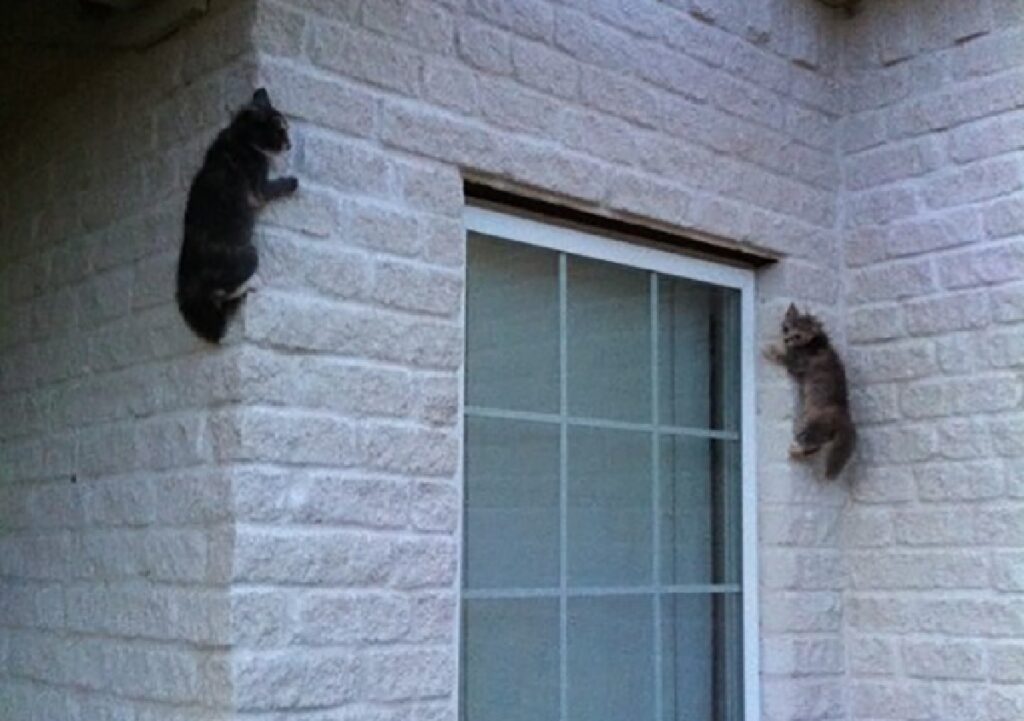 gatti arrampicati sul muro 