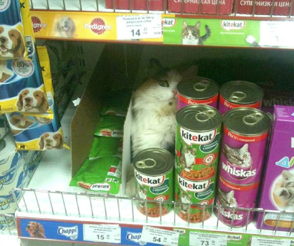 gatto dietro scomparto cibo felino 
