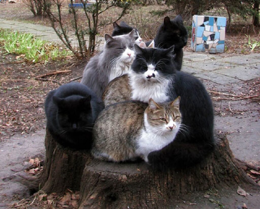 gatti in gruppo su albero 
