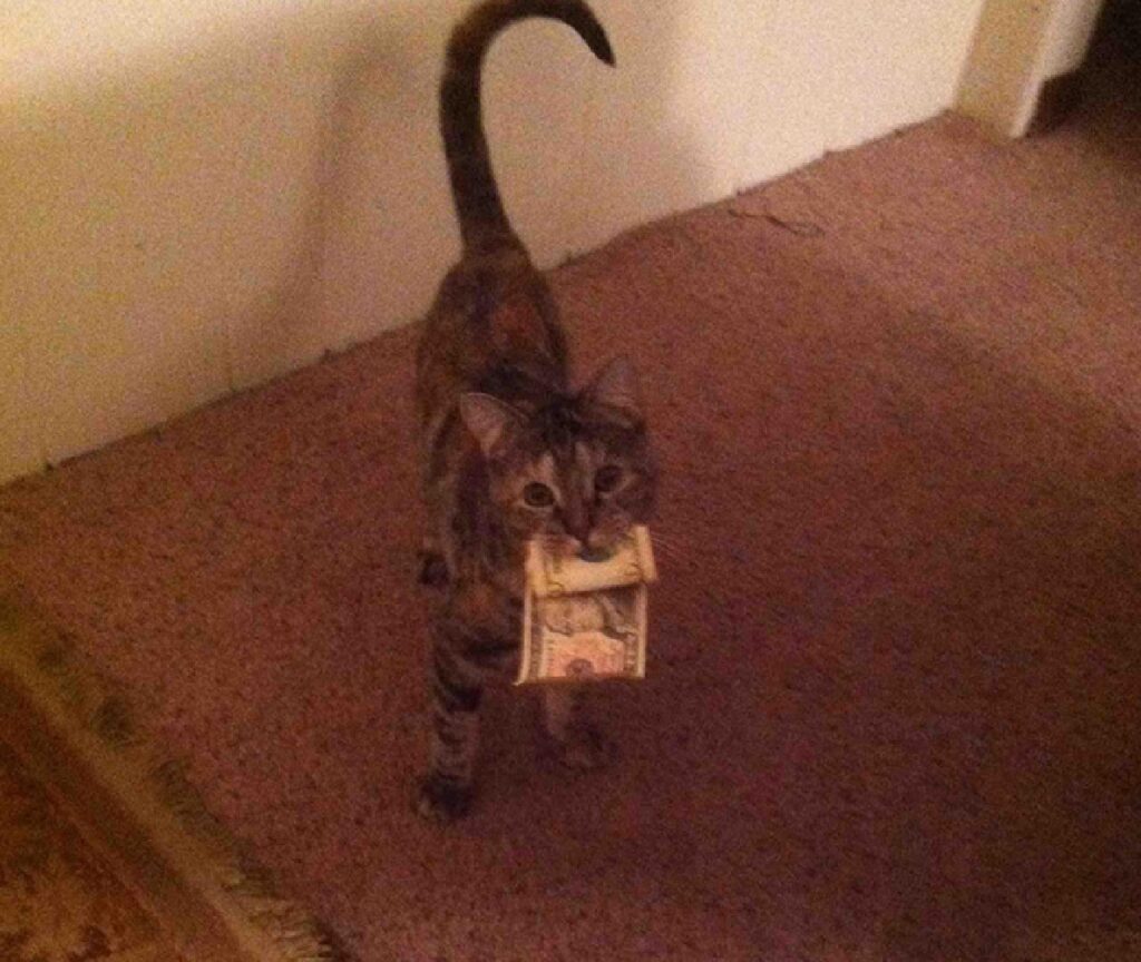 gatto prende in bocca soldi 