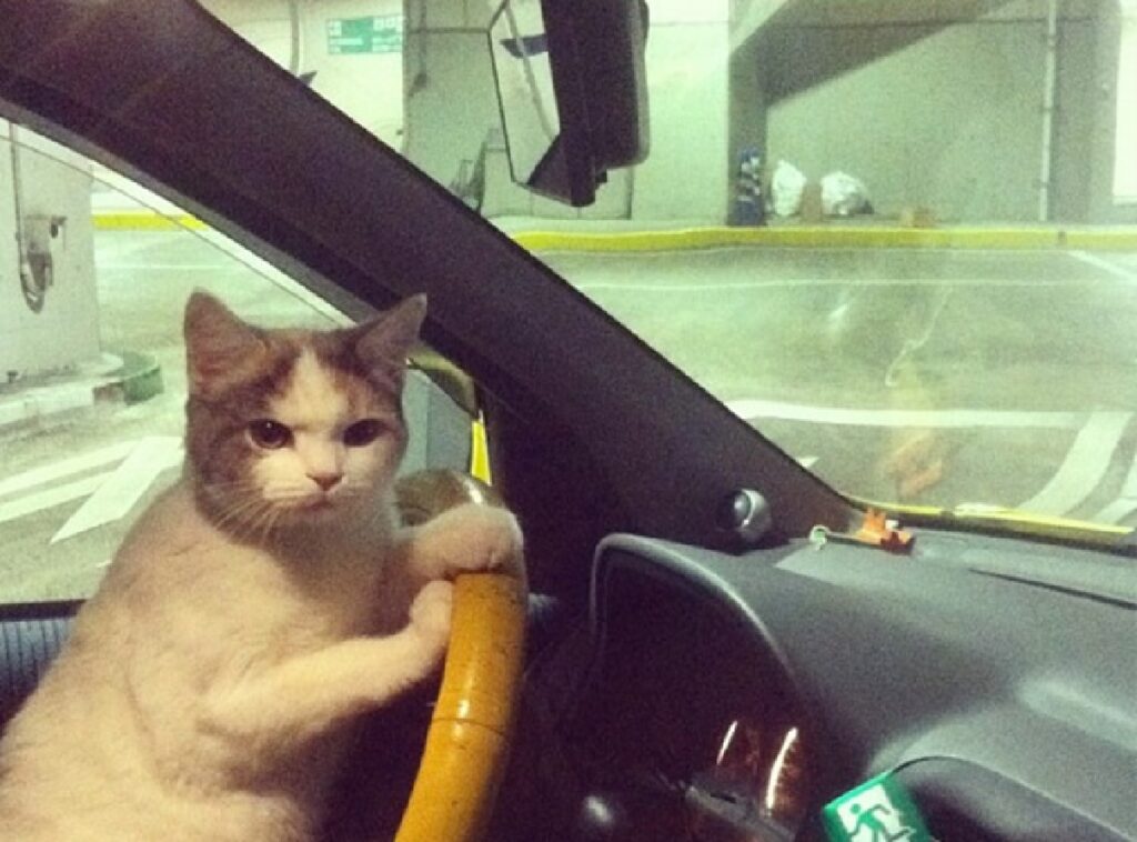 gatto concentrato alla guida 