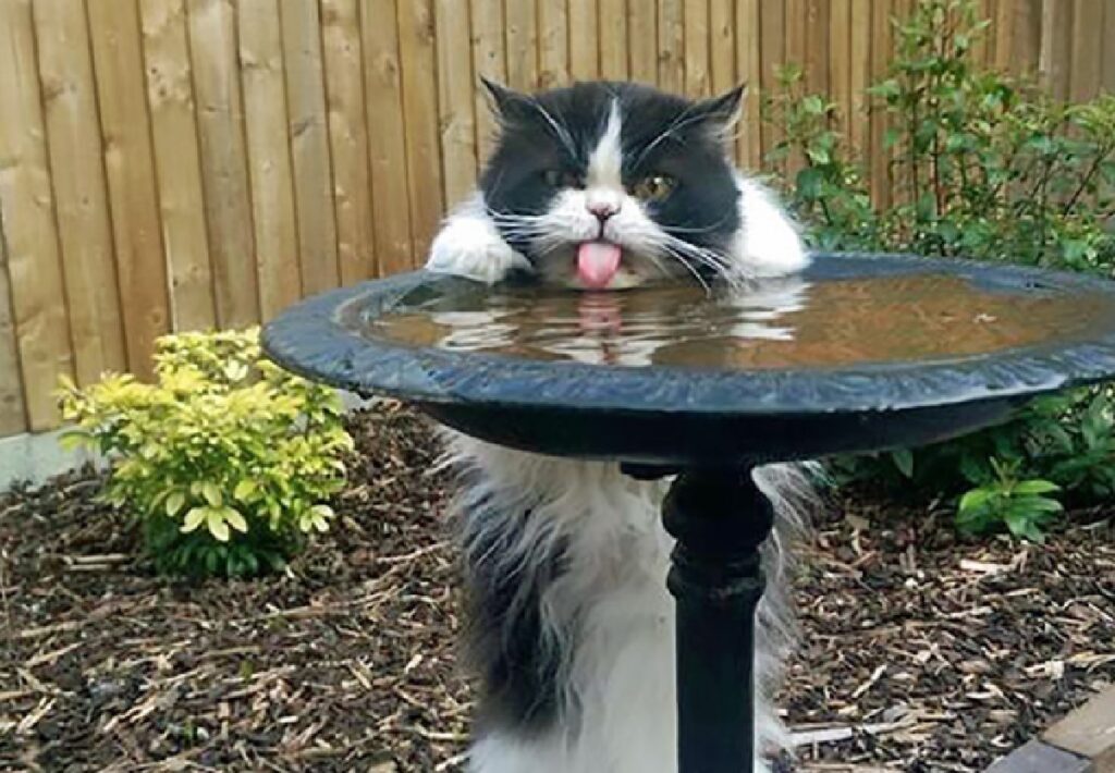 gatto beve acqua da vasca 
