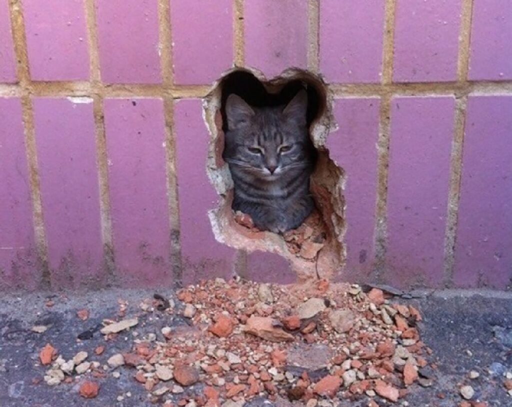 gatto sfonda muro rosa 