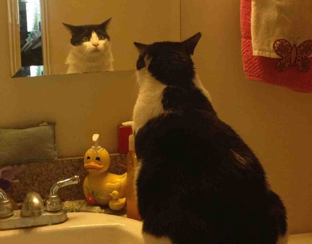 gatto si fissa allo specchio 