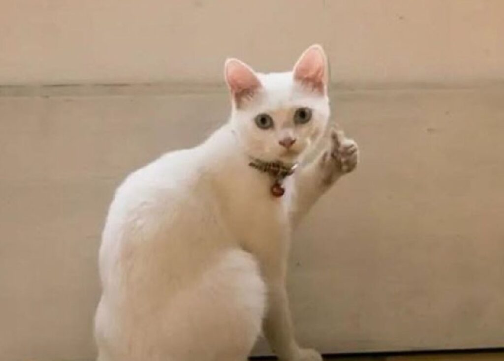 gatto alza pollice zampa