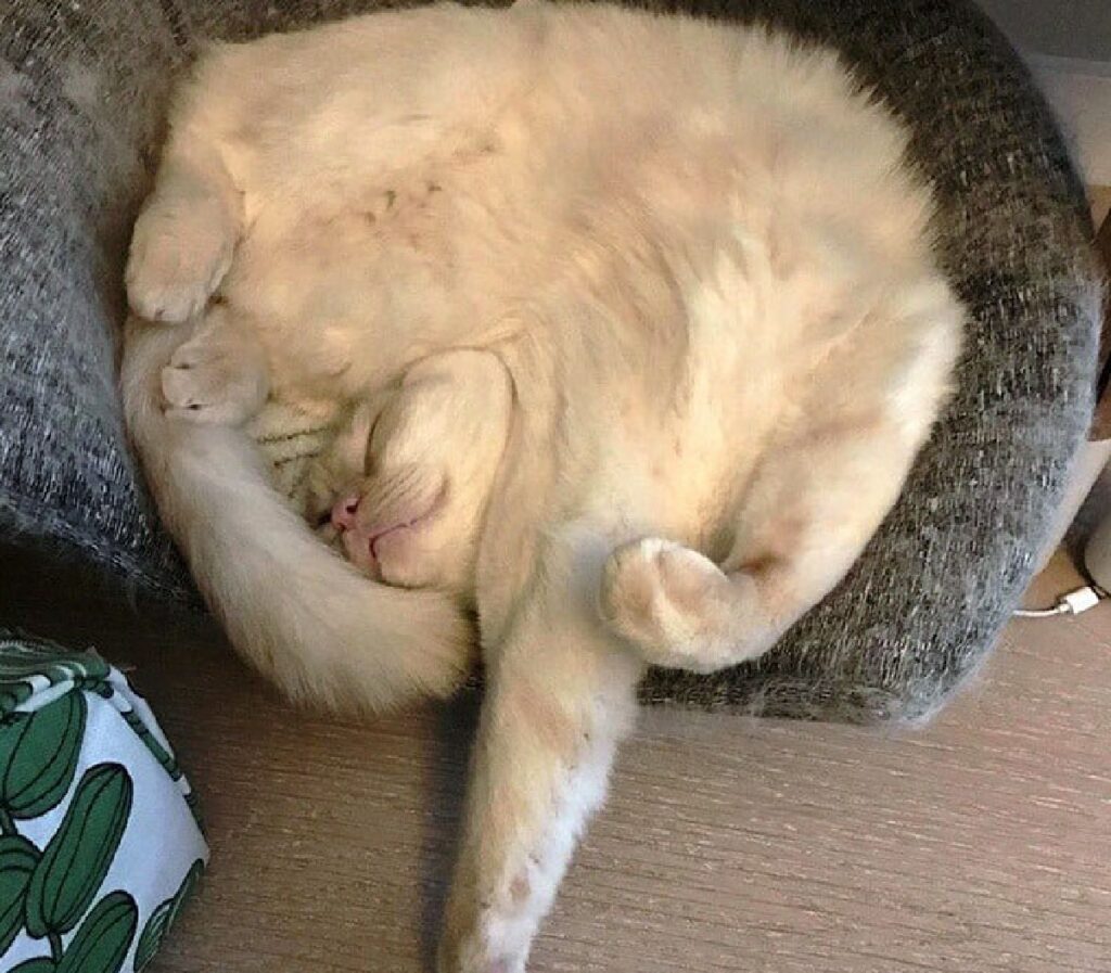 gatto forma vortice con corpo