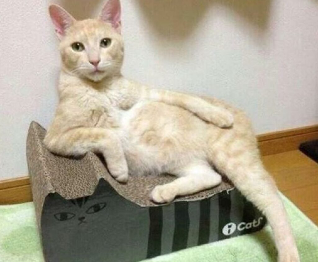 gatto disteso colore chiaro