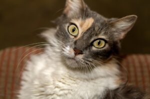 8 foto che ci spiegano come mai i gatti non siano affatto “semplici” animali