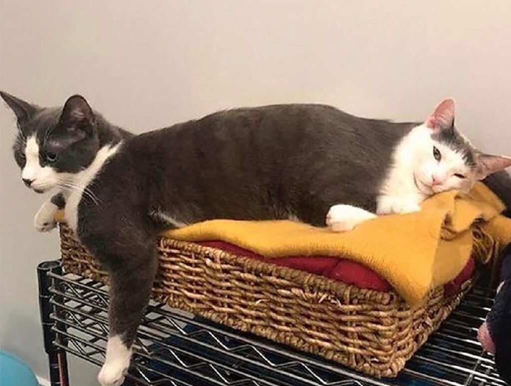 gatto grigio doppia testa
