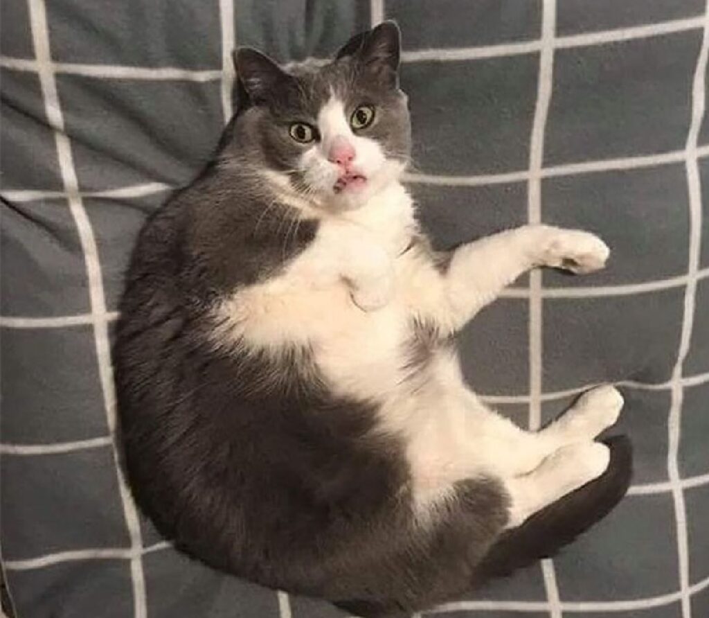 gatto faccia disgustata