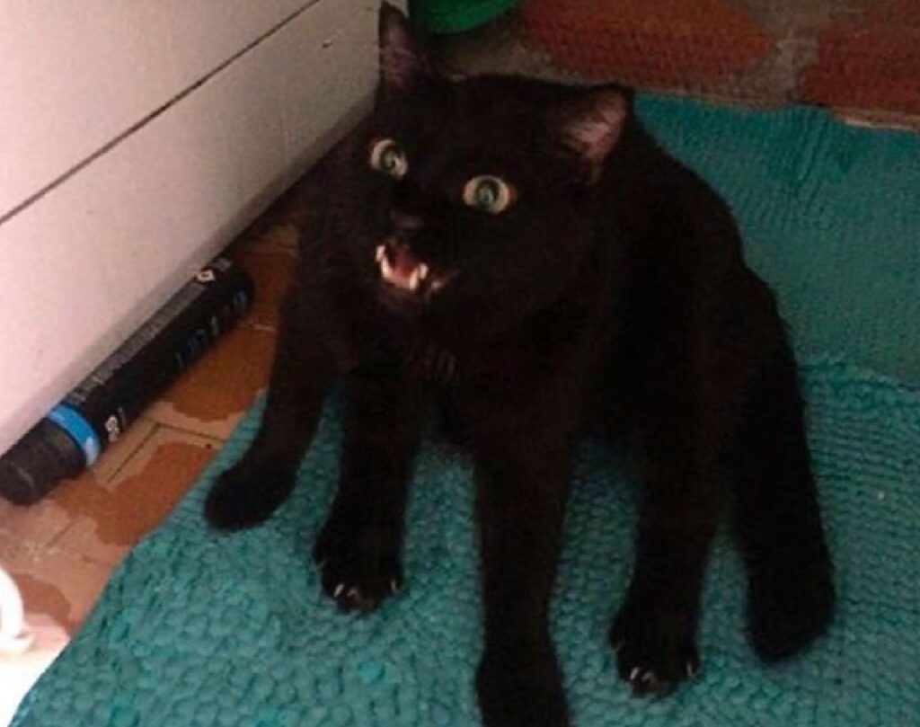 gatto sembra avere cinque zampe