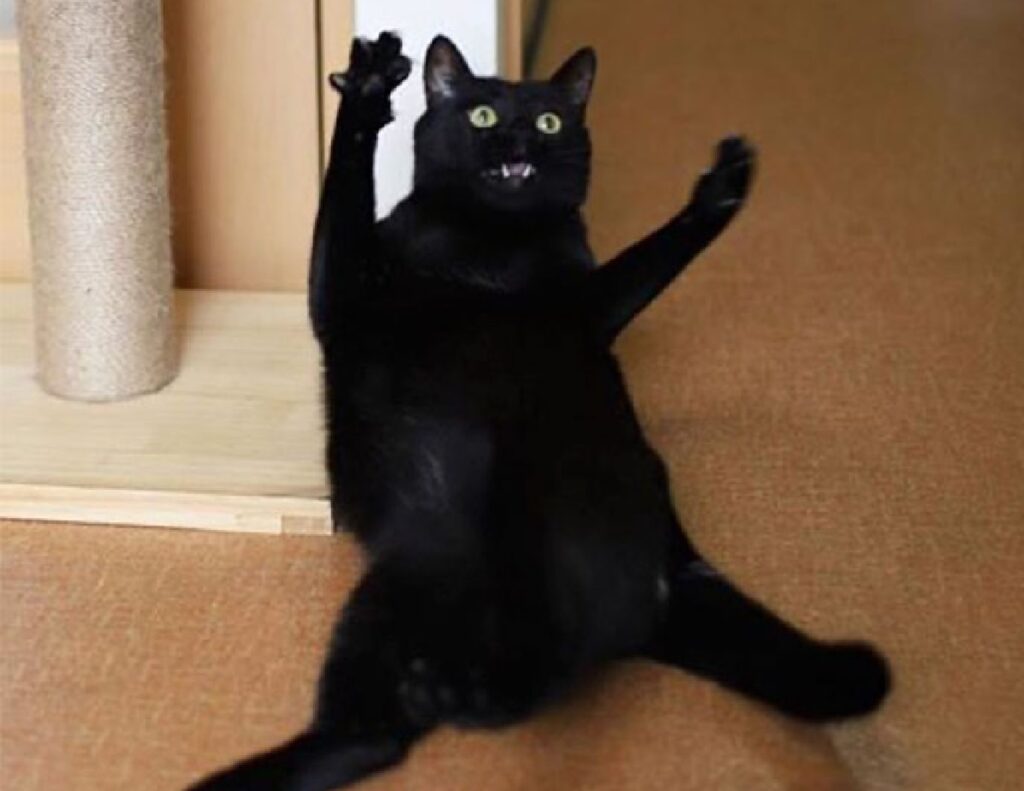 gatto sta cadendo su terreno