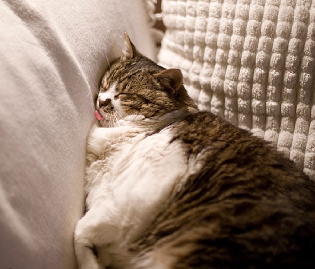 gatto tra cuscini del divano 