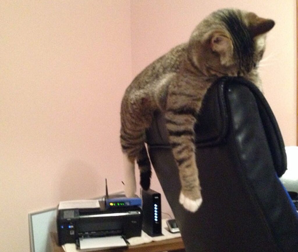 gatto sulla sedia da ufficio 