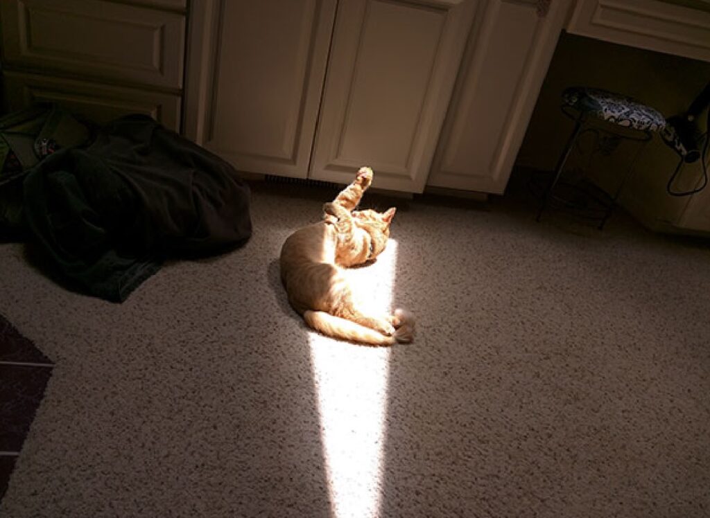 gatto si prende unico raggio di sole 