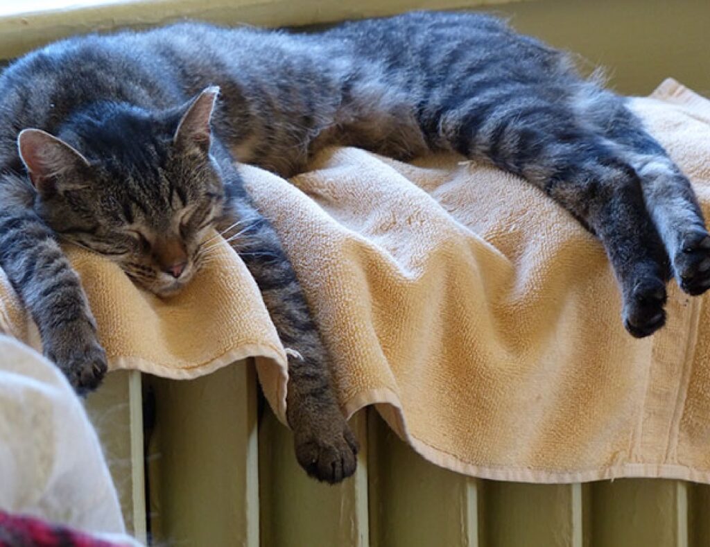 gatto su coperta sopra termosifone 