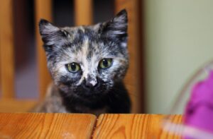 8 foto che sfatano le dicerie per le quali i gatti adorino più il freddo che il caldo