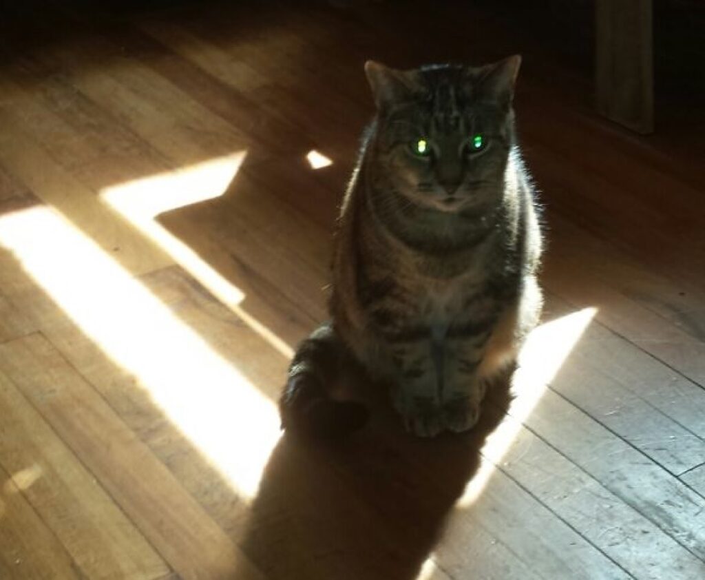 gatto illumina i propri occhi 