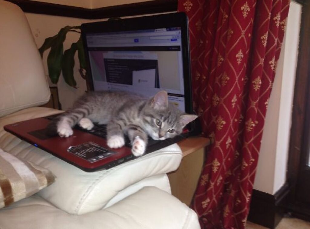 gattina piccola calore computer 