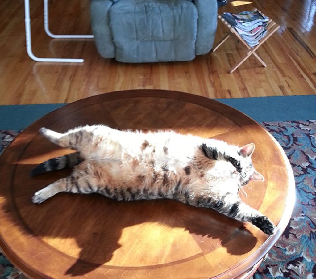 gatto soriano tavolino tondo 
