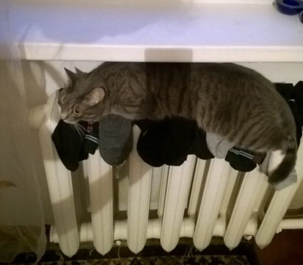 gatto su calzini e su termosifone 