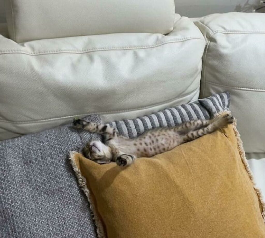 gatto sopra cuscini divano 