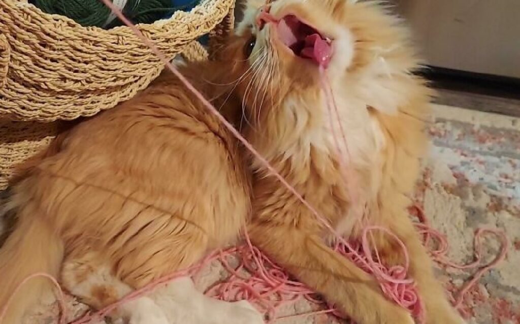 gatto lana filo combatte