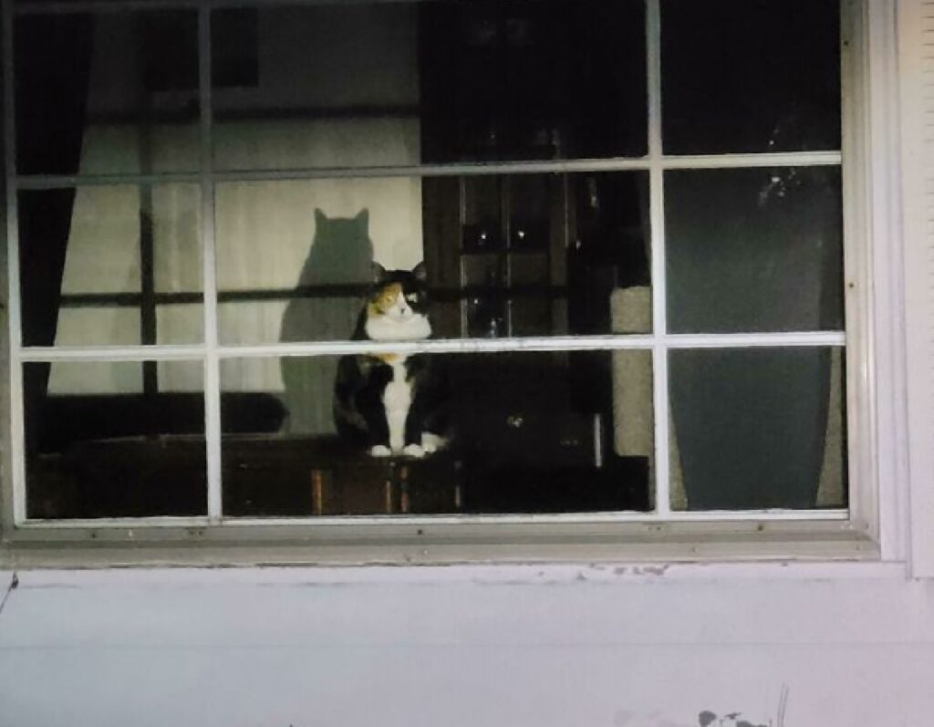 gatto bianco e nero finestra 