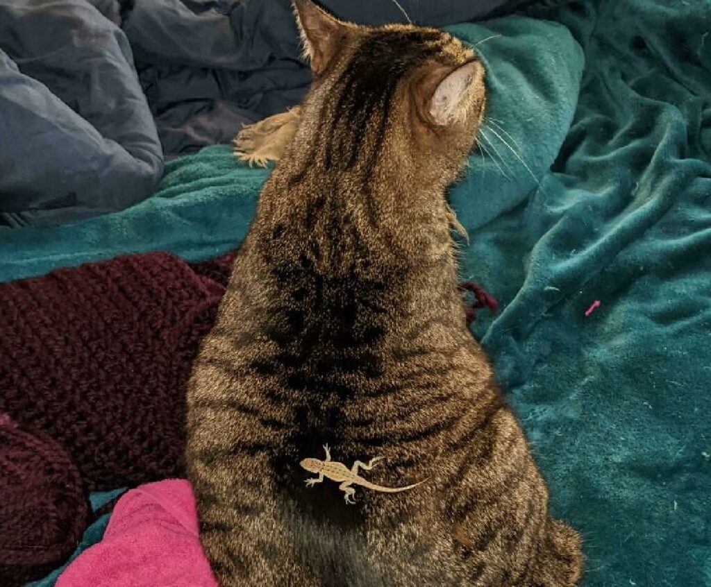 gatto con geko sulla schiena 