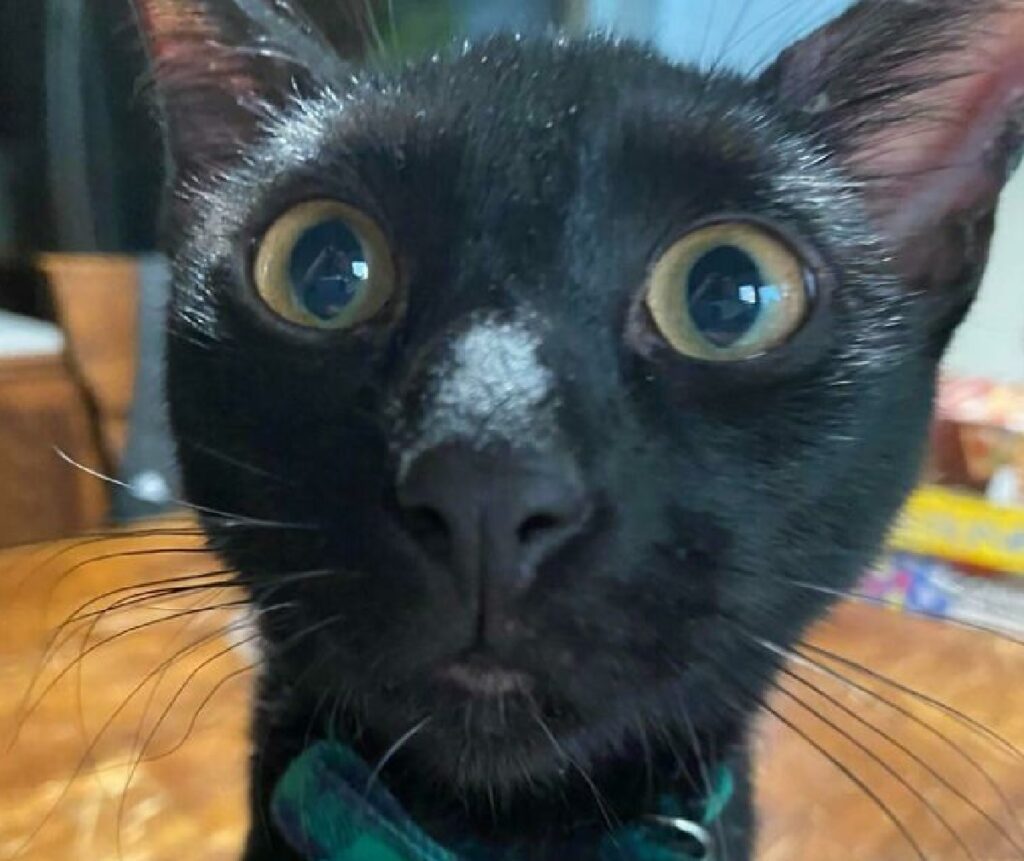 gatto nero stupito volto 