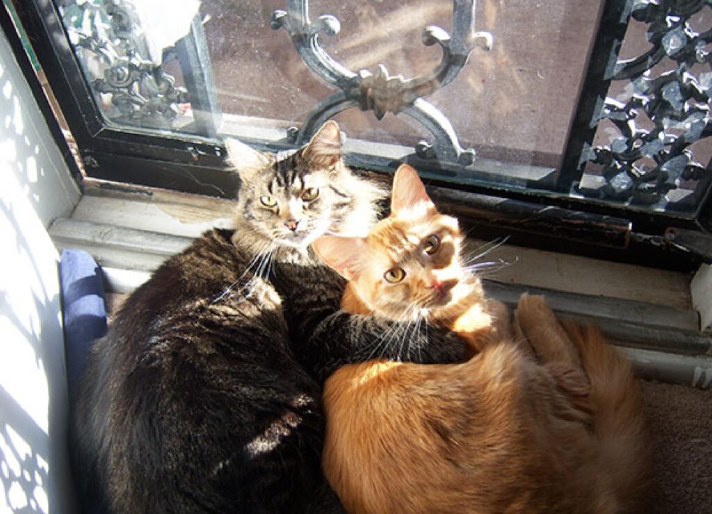 coppia gatti sotto sole 