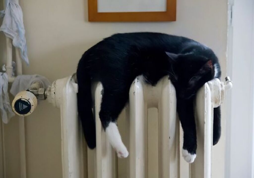 gatto nero zampe bianche 
