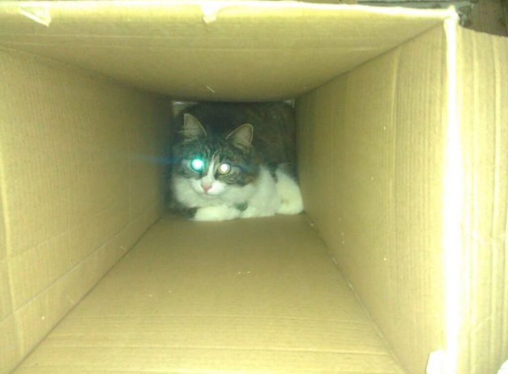 gatto bloccato nella scatola 