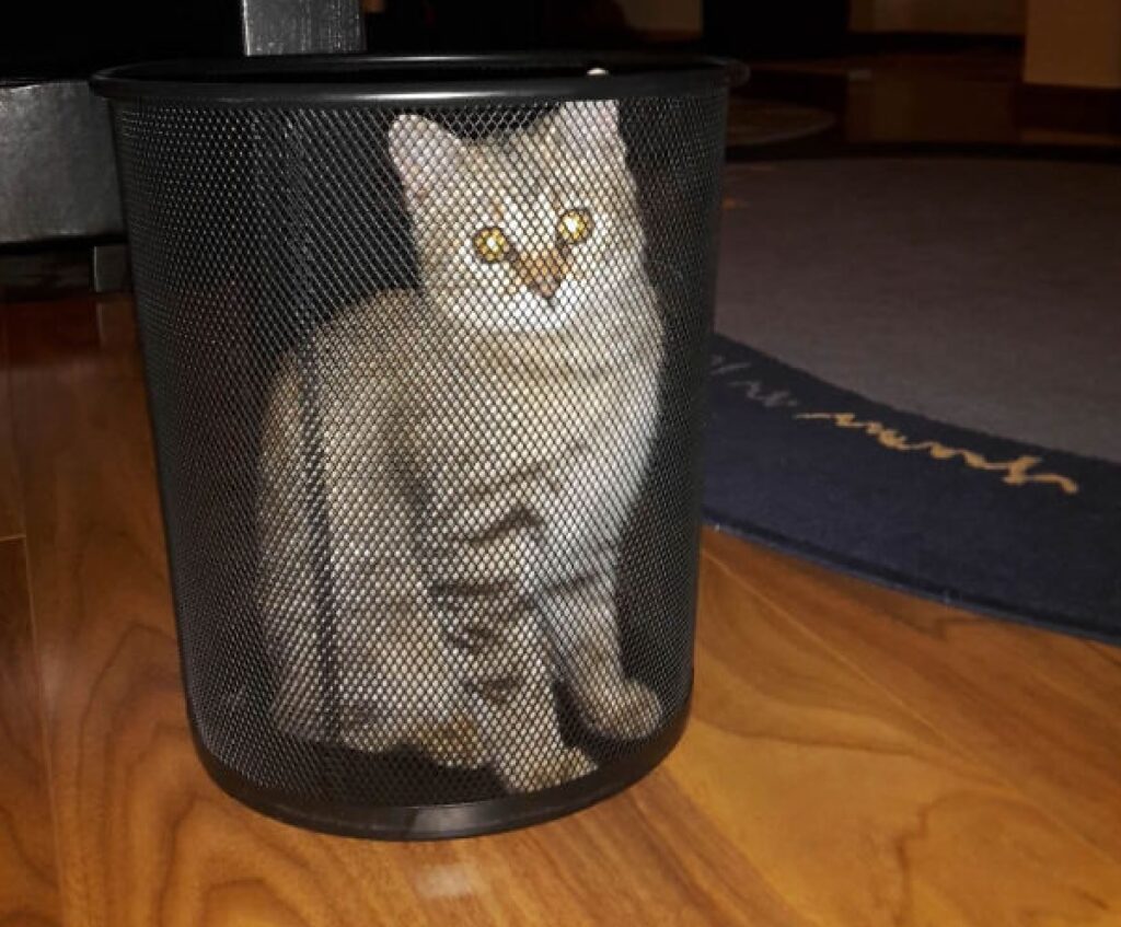 gatto bloccato cestino 