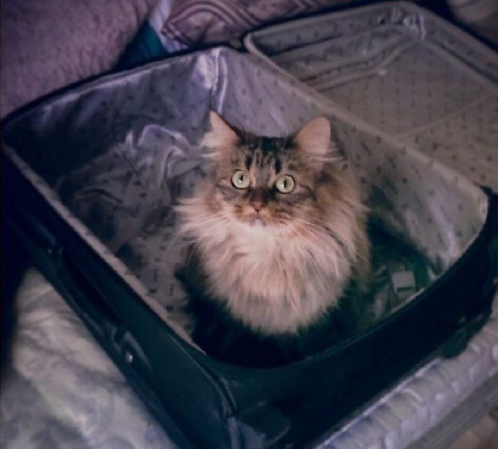 gatto dentro valigia 