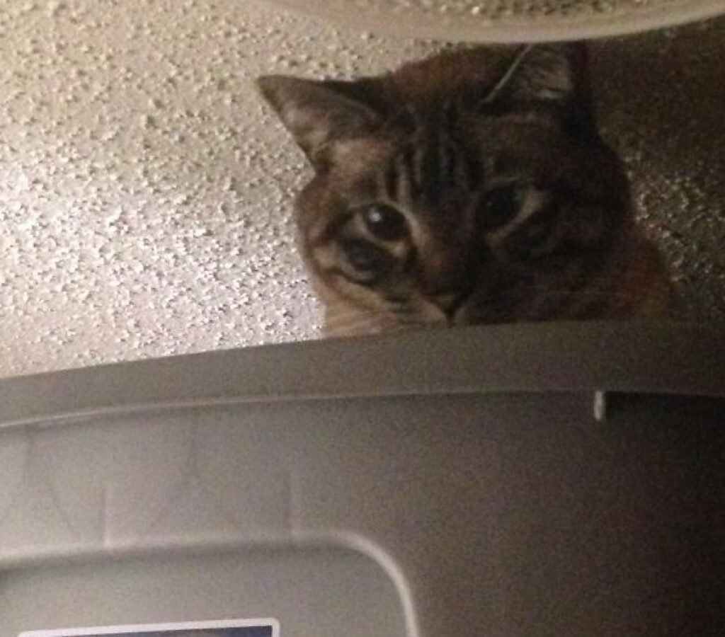 gatto sopra armadio alto 