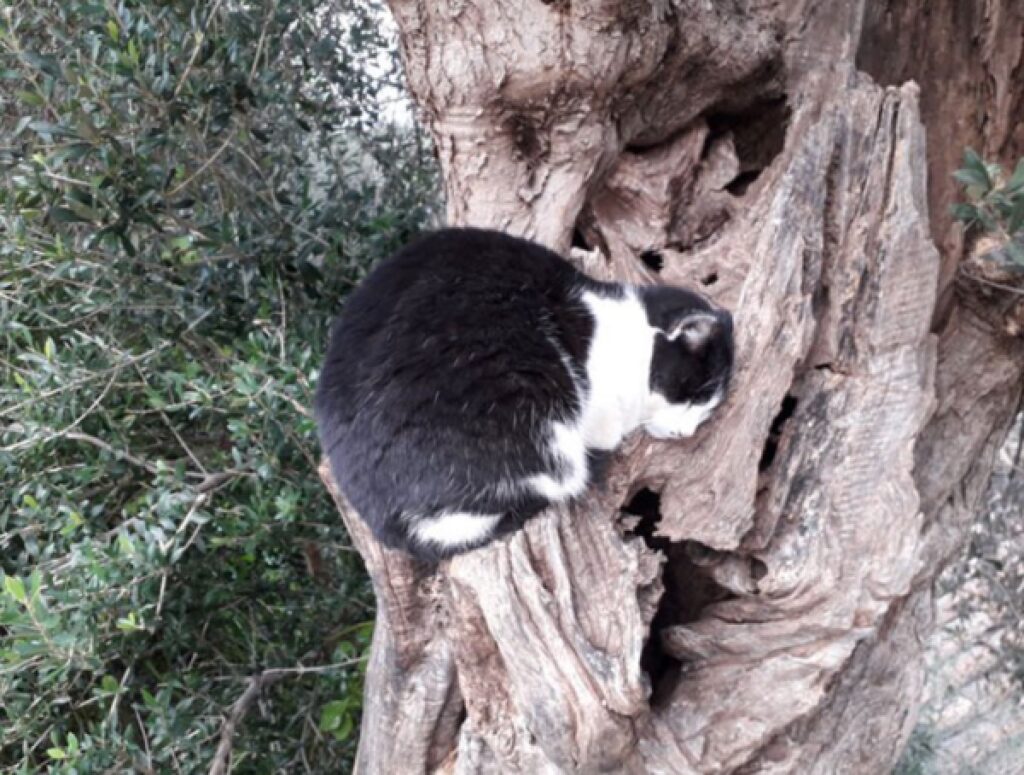 micio tuxedo su base tronco 