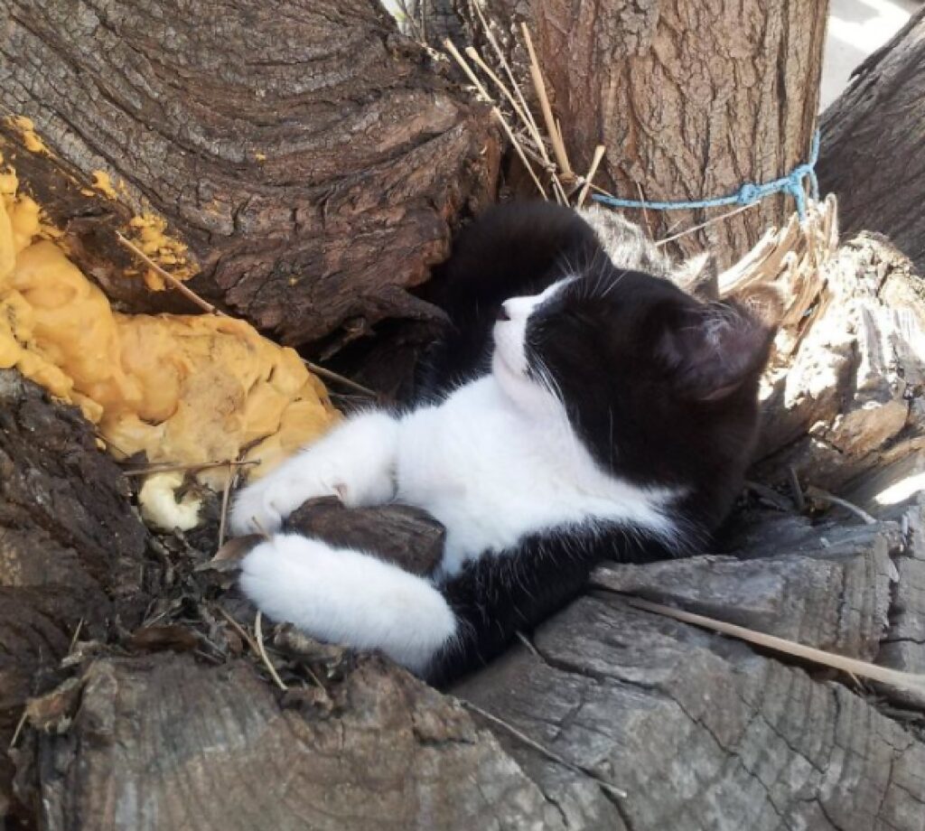 gatto bianco e nero spaccatura tronco 