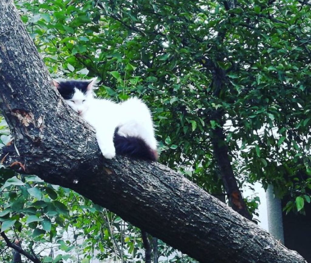 gatto dorme su ramo principale 
