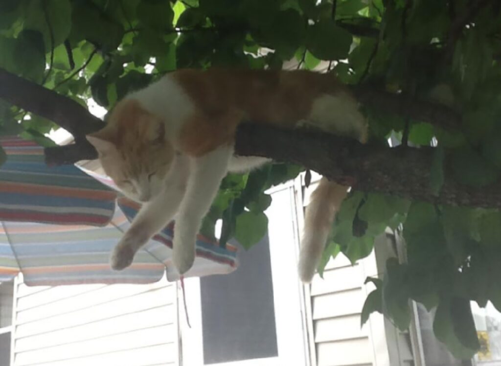 gatto penzola su ramo albero 