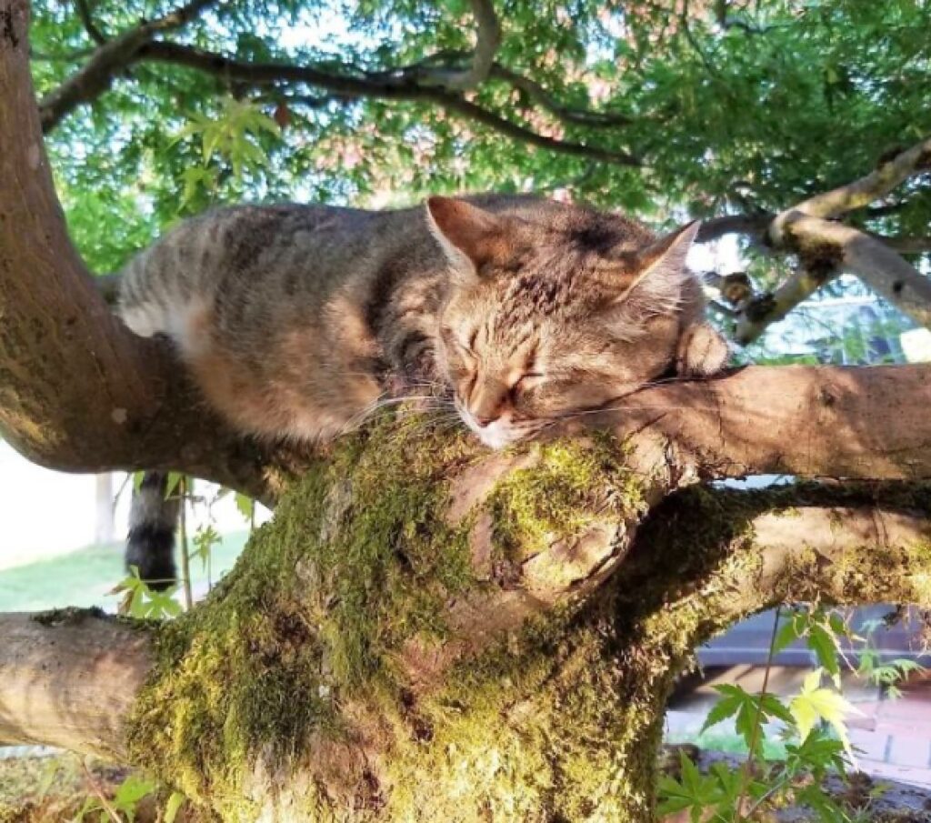 gatto soriano albero con muschio 