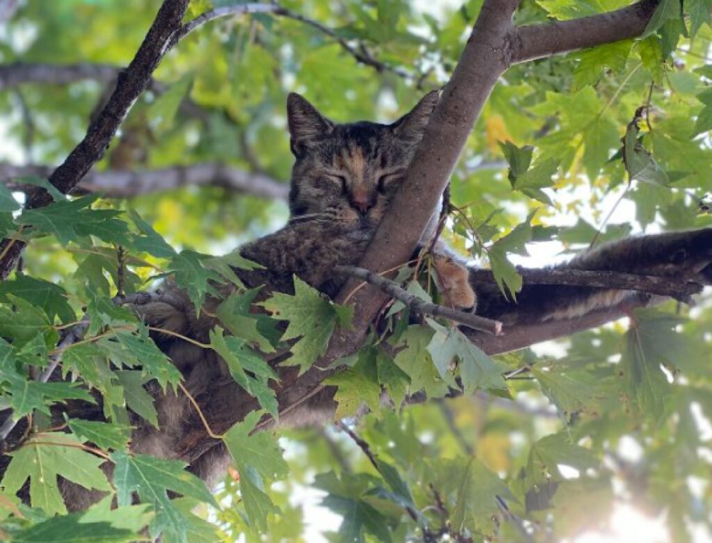 gatto soriano rami allungati 