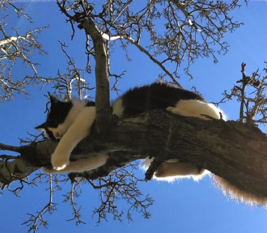 gatto scatto dal basso 