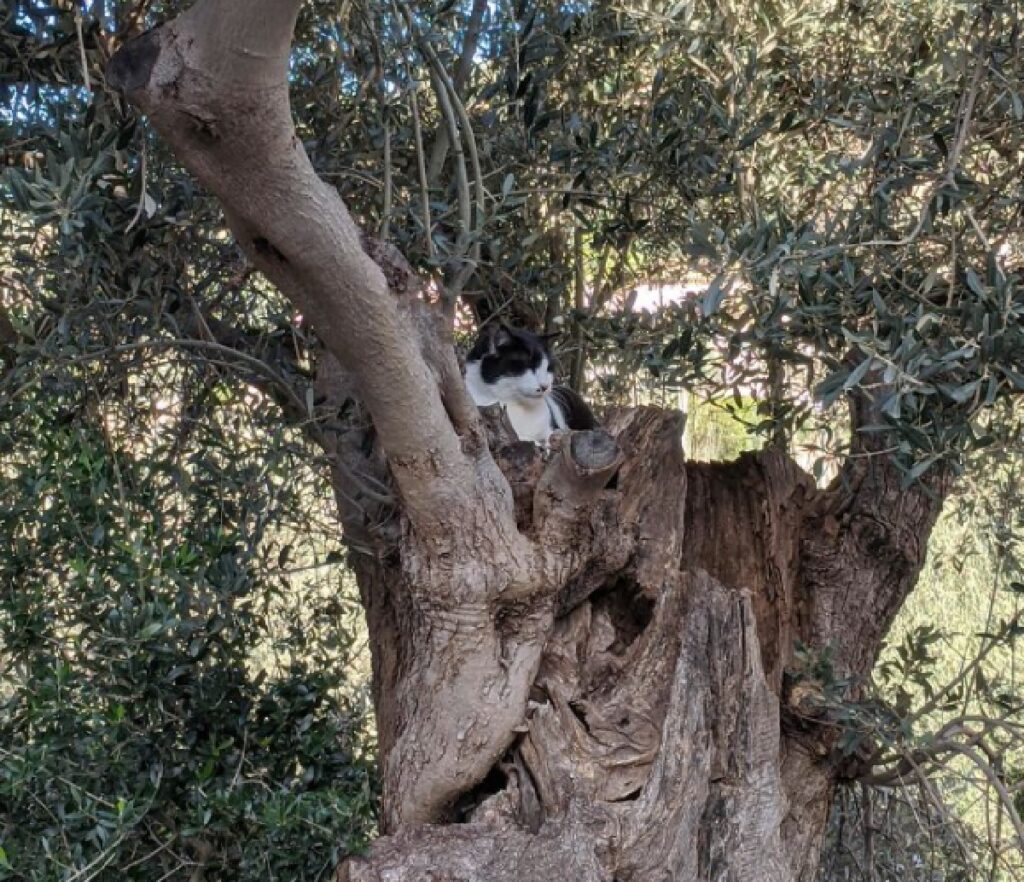 gatto ulivo secolare 