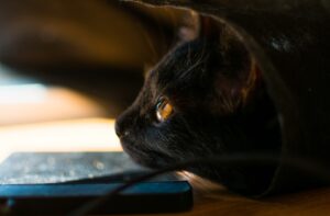 8 foto di gatti che dovrebbero essere spediti in “assistenza” per controllare che tutto sia a posto